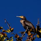 le Cormoran dans l'arbre