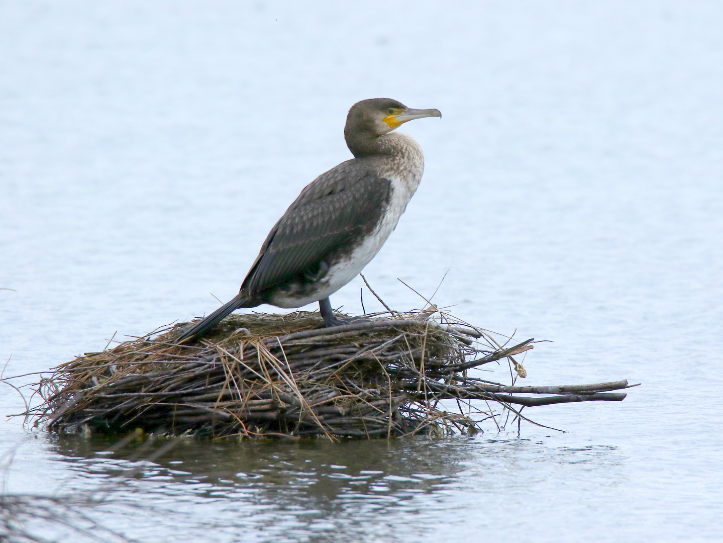 le cormoran dans son nid !