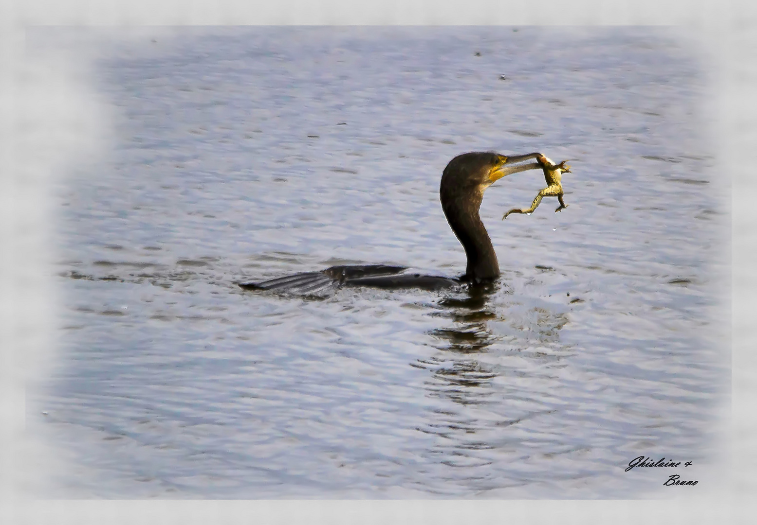 Le Cormoran et la grenouille