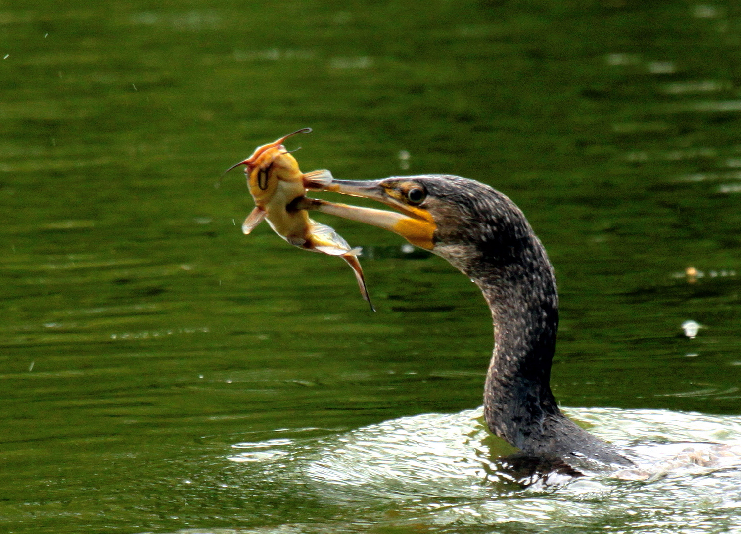 le Cormoran et le Poisson Chat