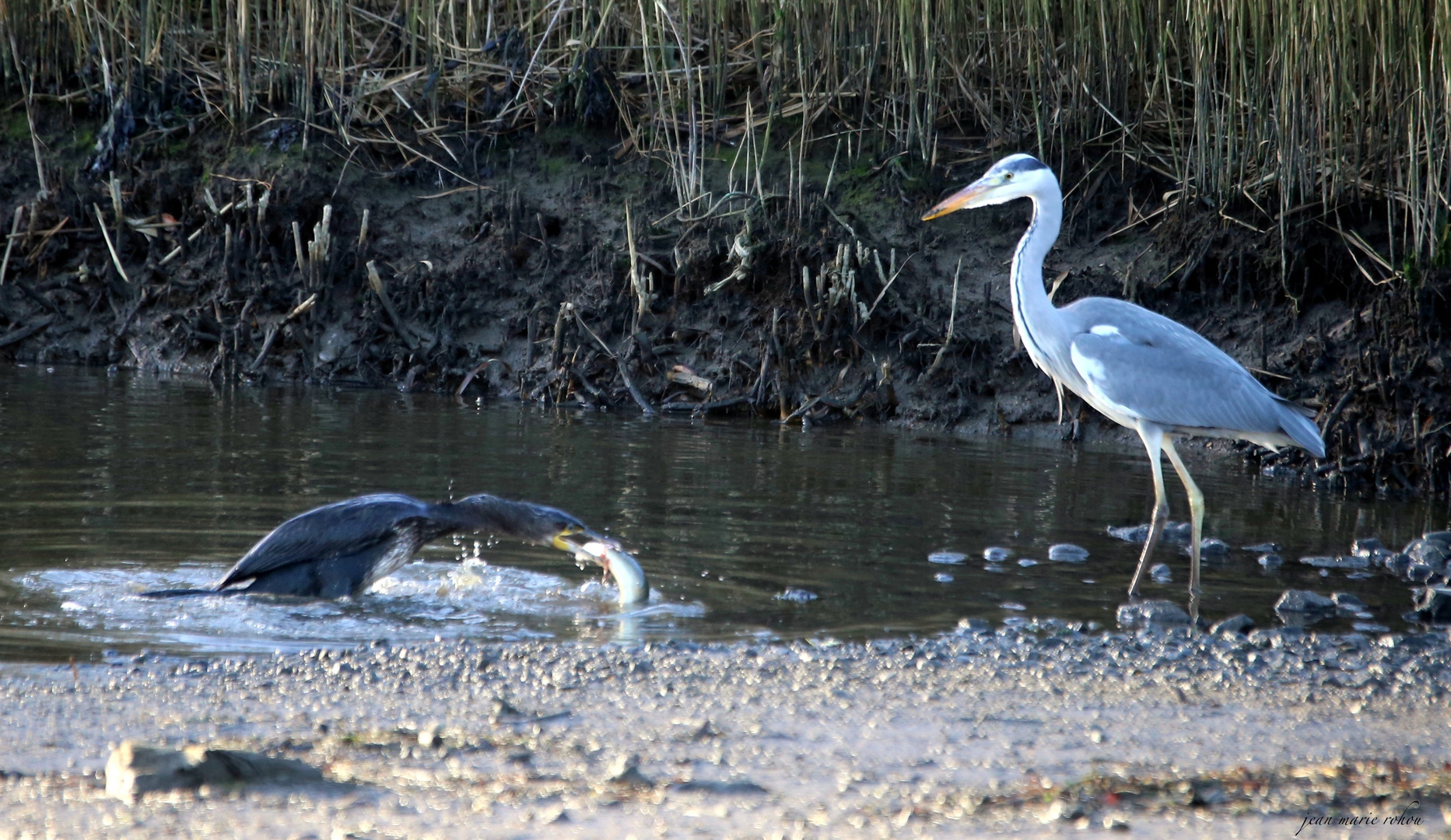 Le cormoran huppé ,l'Héron cendré et une anguille au repas