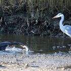 Le cormoran huppé ,l'Héron cendré et une anguille au repas