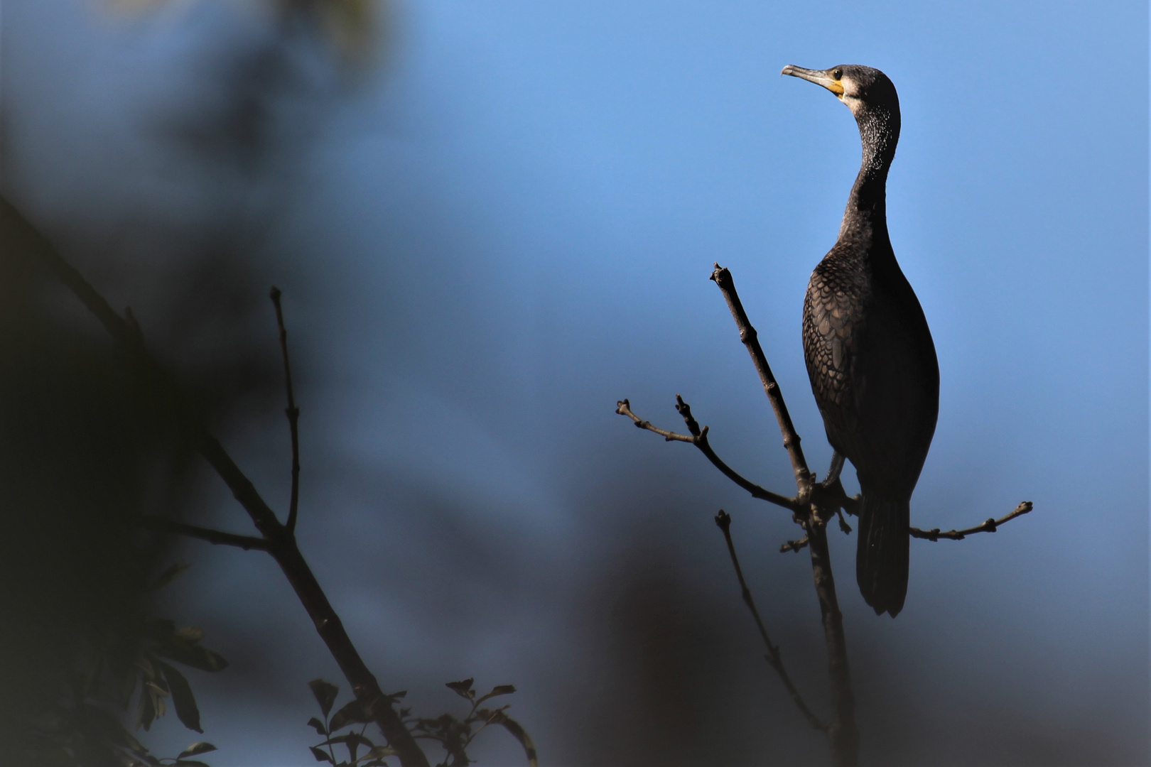 le cormoran perché