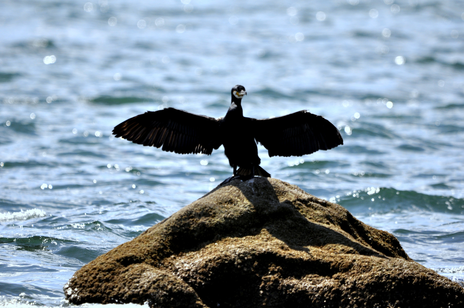 le cormoran prends ses aises ...!