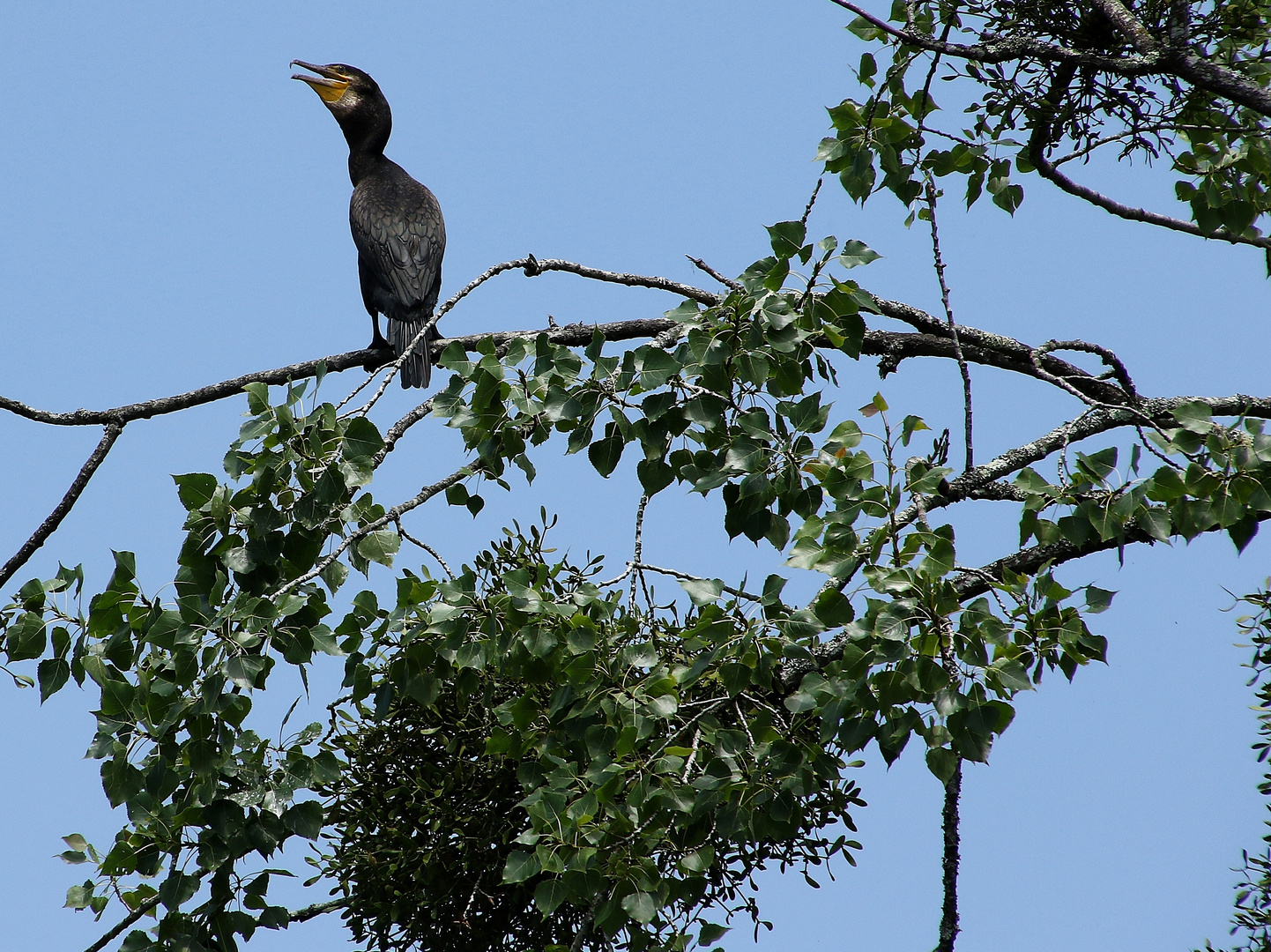 le cormoran qui chante !!!