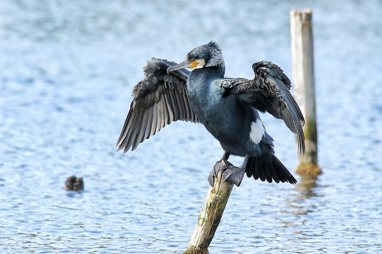 le cormoran s'aère !