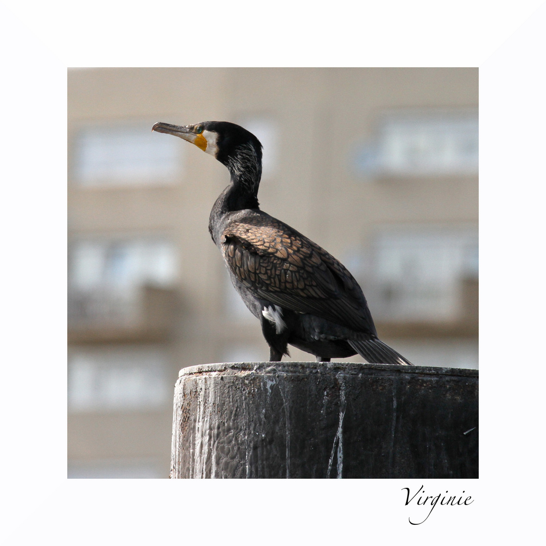 "le cormoran urbain "
