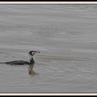 Le cormorant