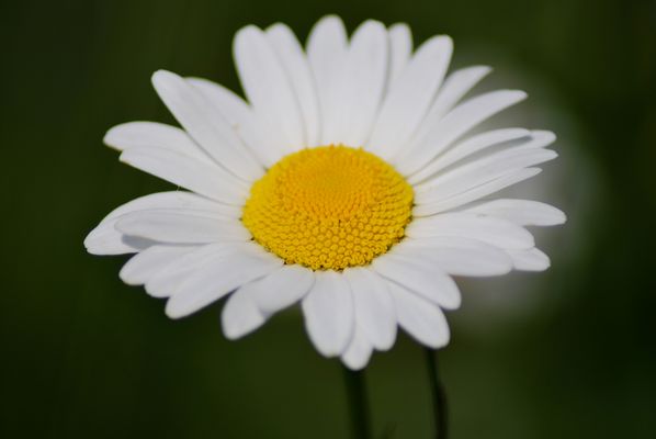 le cose semplici sono le più belle....