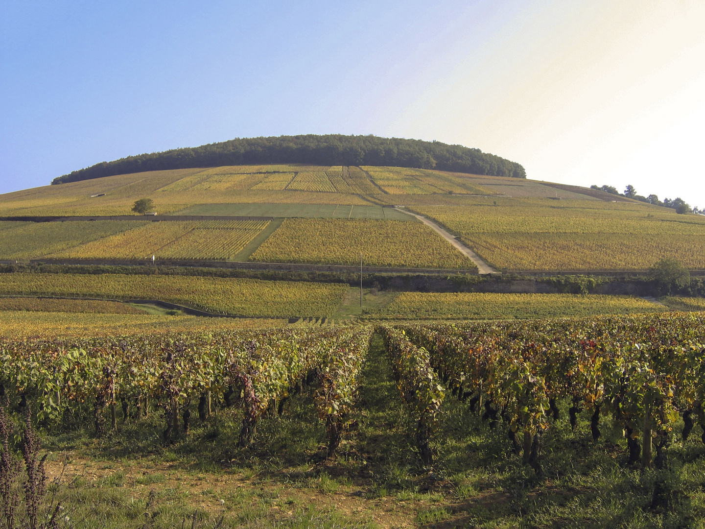 Le coteau de Corton