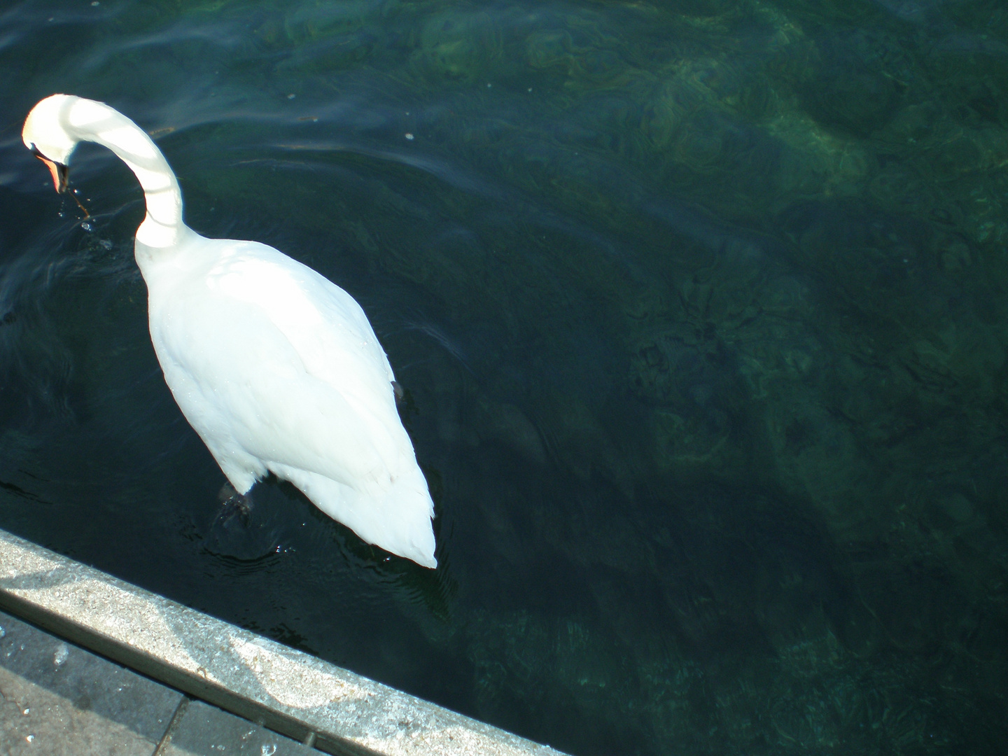 Le cou du cygne