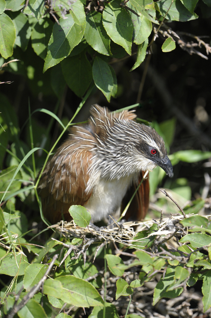 Le Coucal