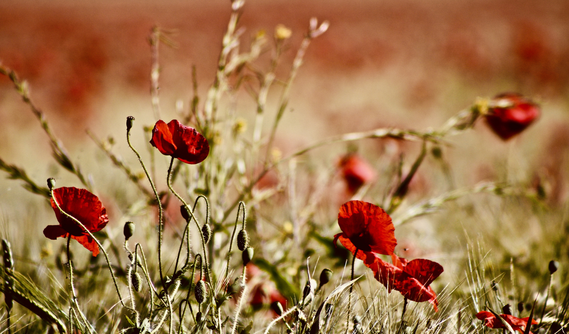 ... le couleur - rouge !!!...