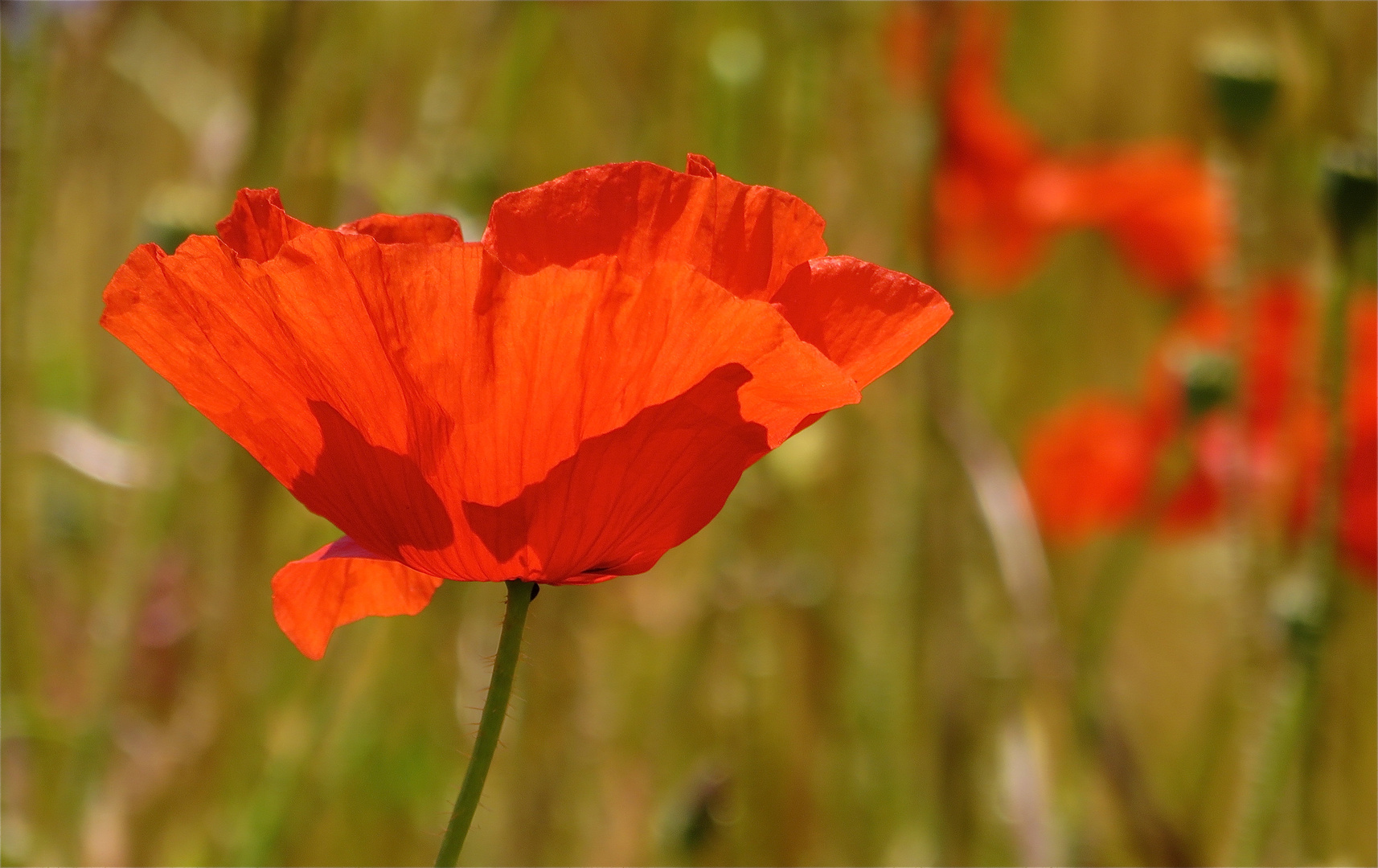 ... le couleur rouge !!!...