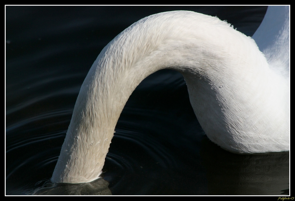 LE "coup" DU CYGNE