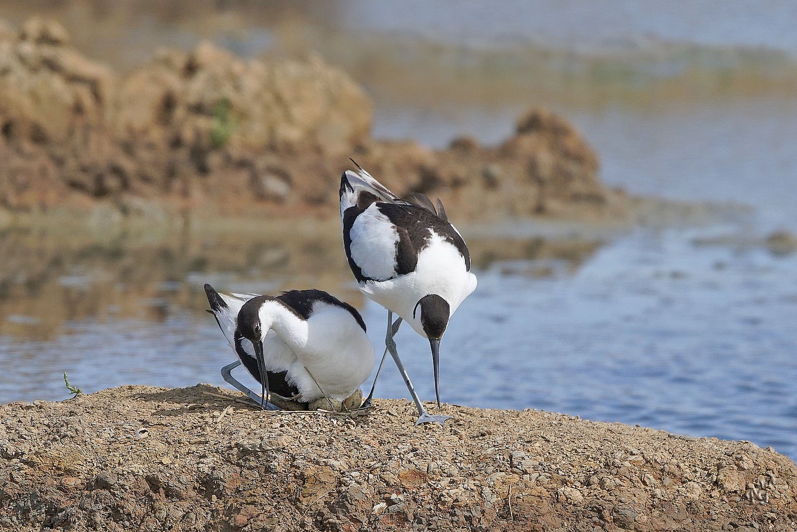 Le couple d'avocettes...