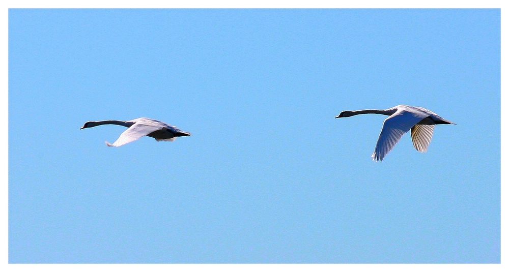 " Le couple de cygnes "