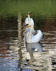 Le couple de cygnes 