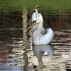 Le couple de cygnes 