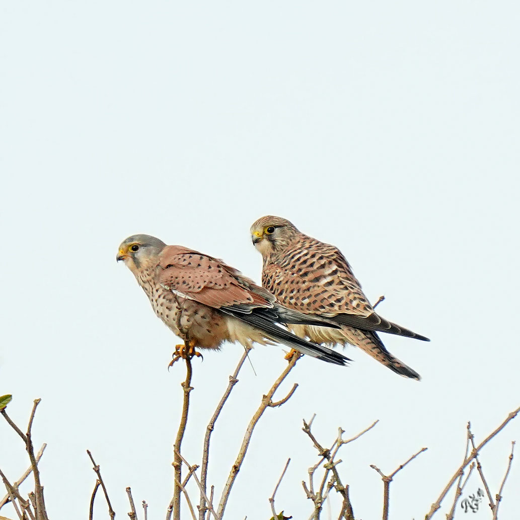 Le couple de faucons crécerelle