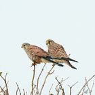 Le couple de faucons crécerelle