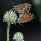 Le couple de l'été