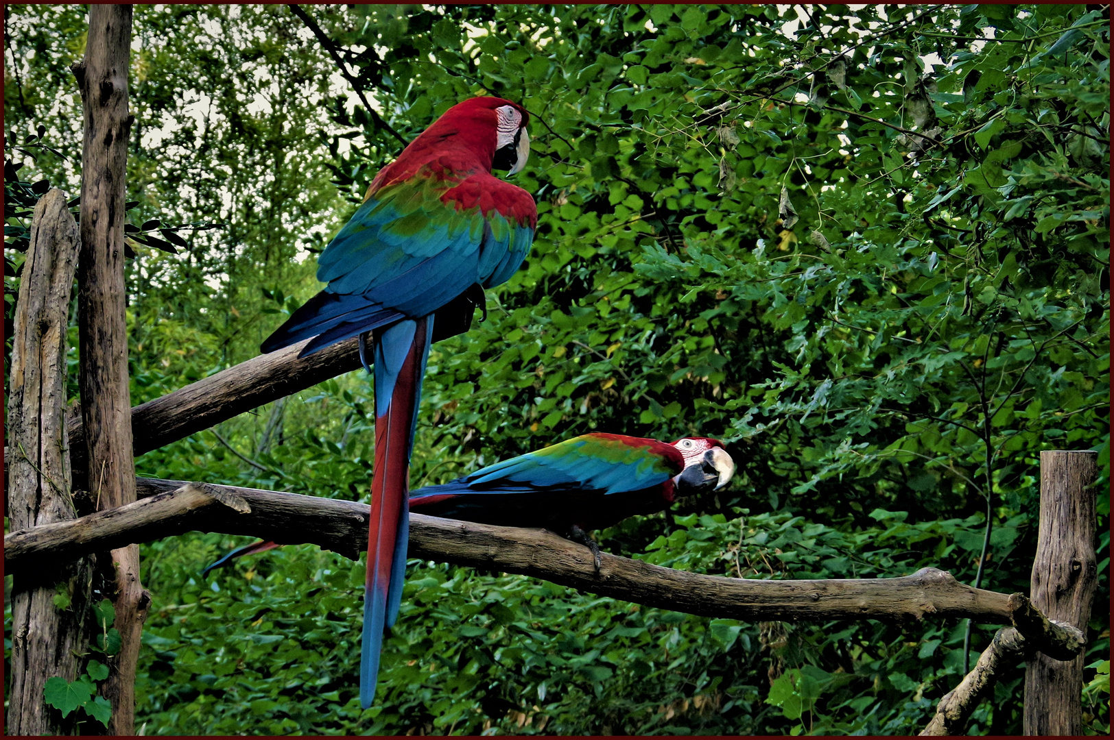 le couple du zoo 