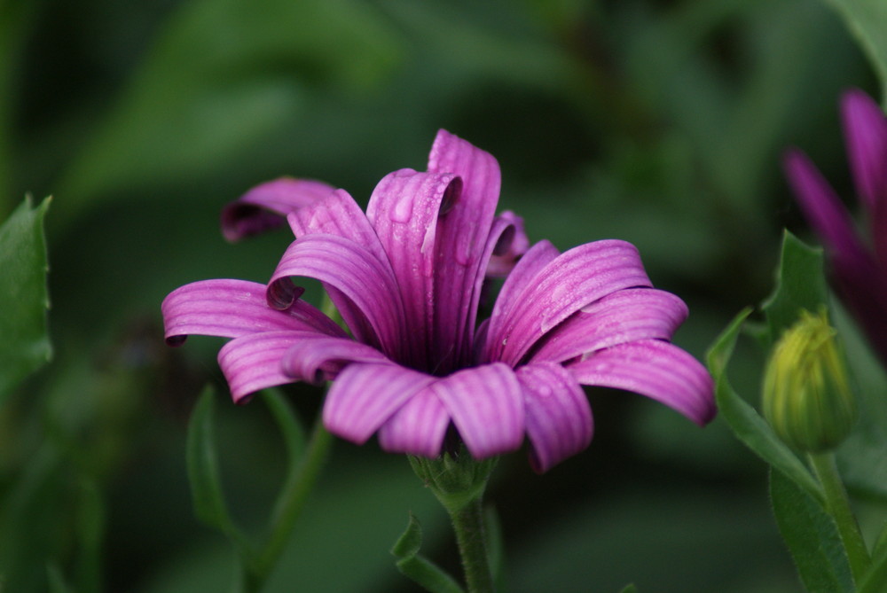 Le Courbure Violet