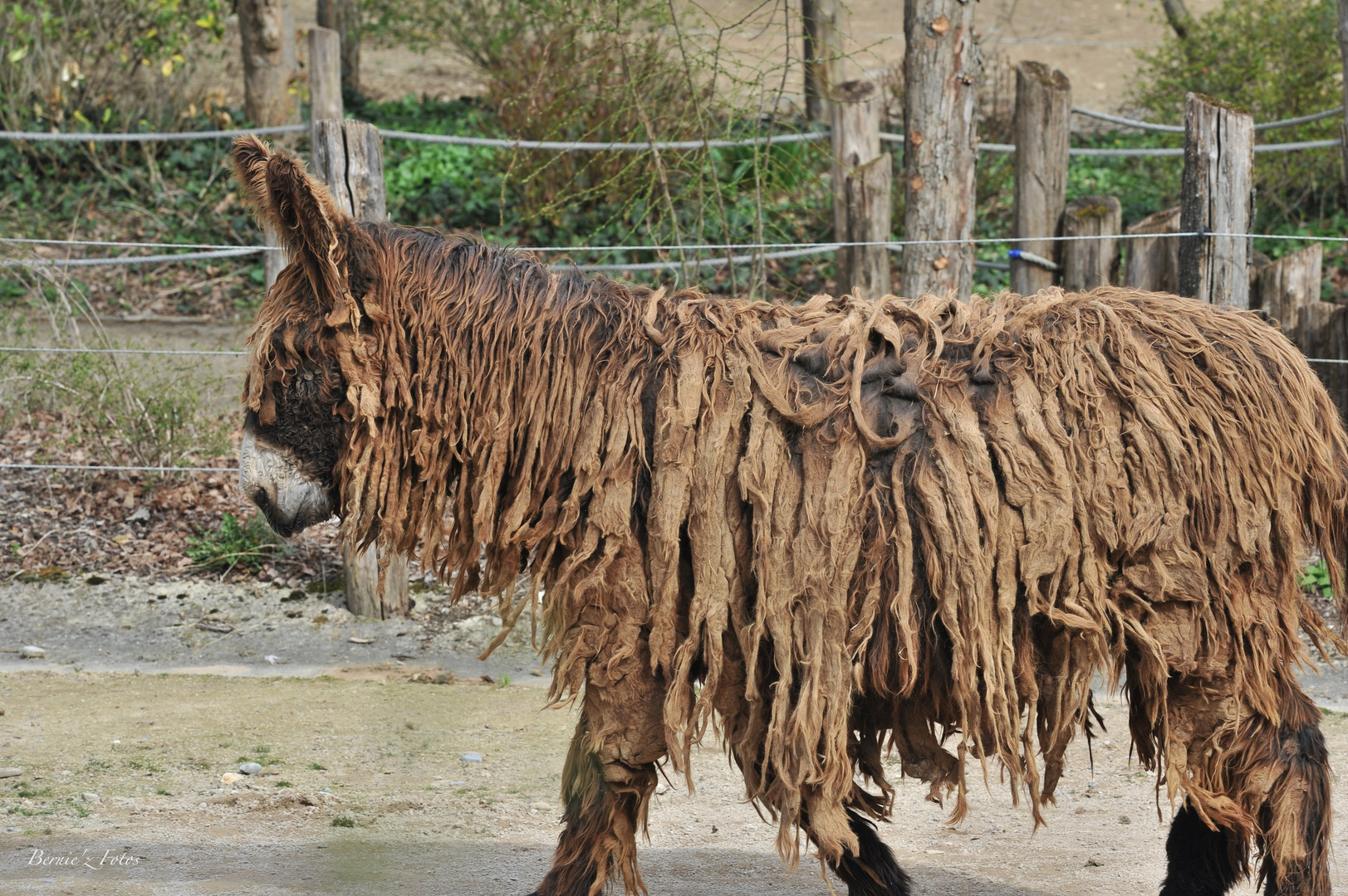 Le cousin de Bob Marley