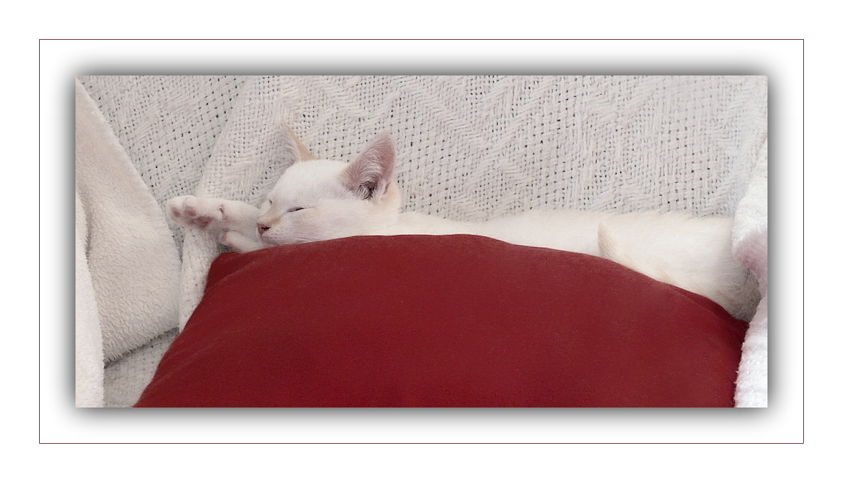 Le coussin du chat