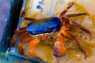 Le crabe au pince d'or de J-Fphoto 