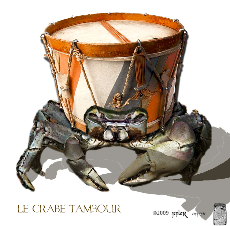 Le Crabe Tambour