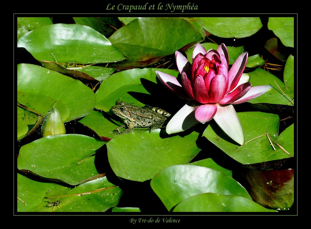 Le Crapaud et le Nymphéa