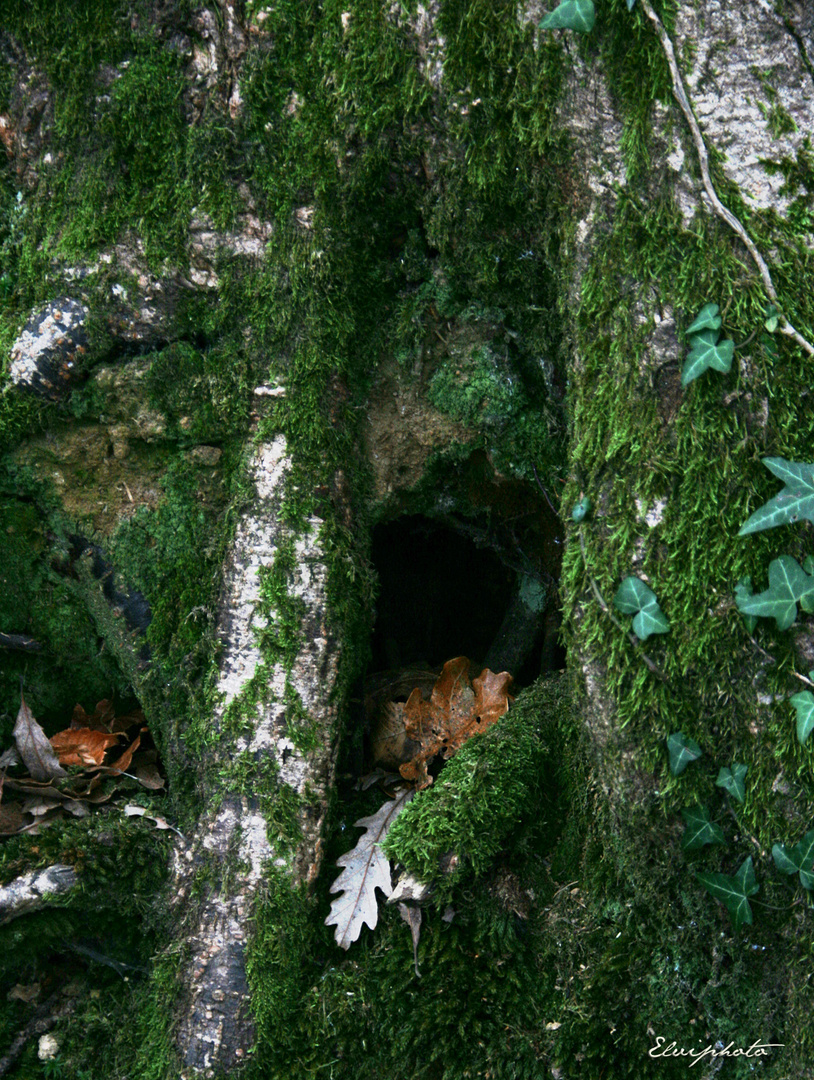 Le creux de l'arbre