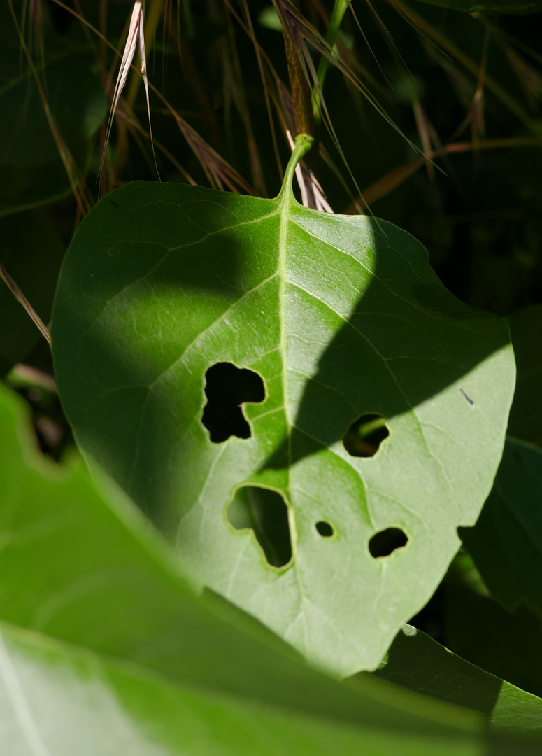 le cri de la feuille de lilas mordue par l'otiorhinque