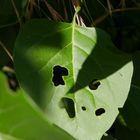 le cri de la feuille de lilas mordue par l'otiorhinque