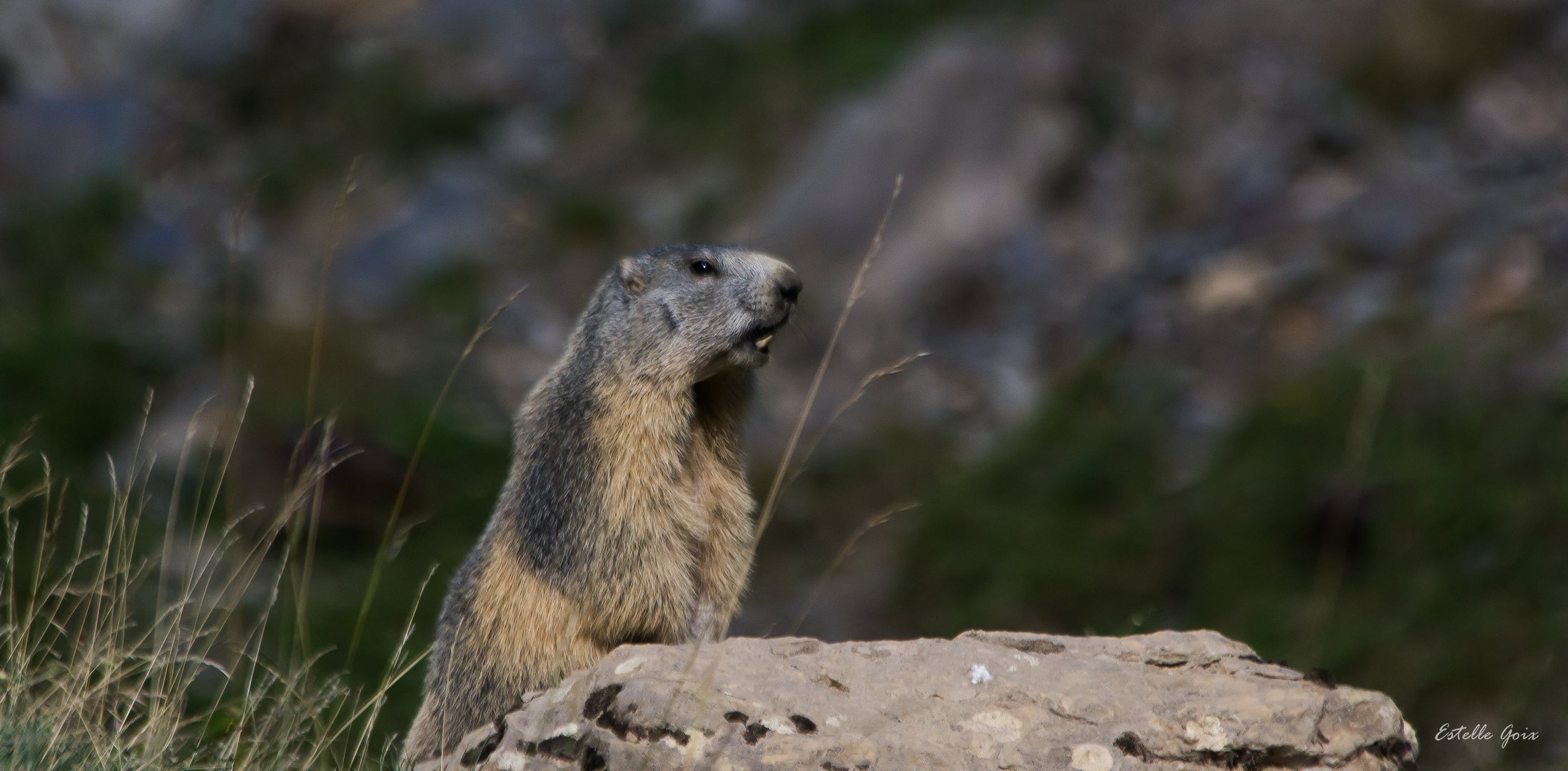 Le cri de la marmotte