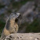 Le cri de la marmotte