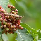 Le criquet et le sorbier