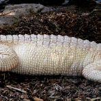 le croco blanc ....