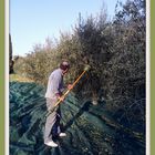 le cueilleur d'olives