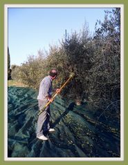 le cueilleur d'olives
