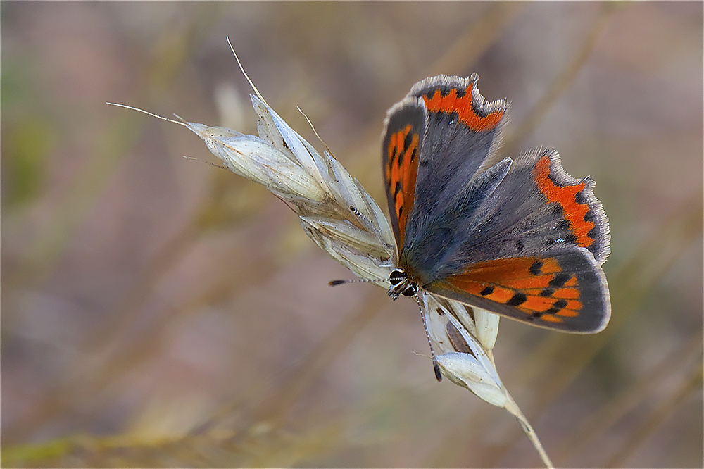 Le cuivré-Heodes tityrus