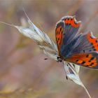 Le cuivré-Heodes tityrus