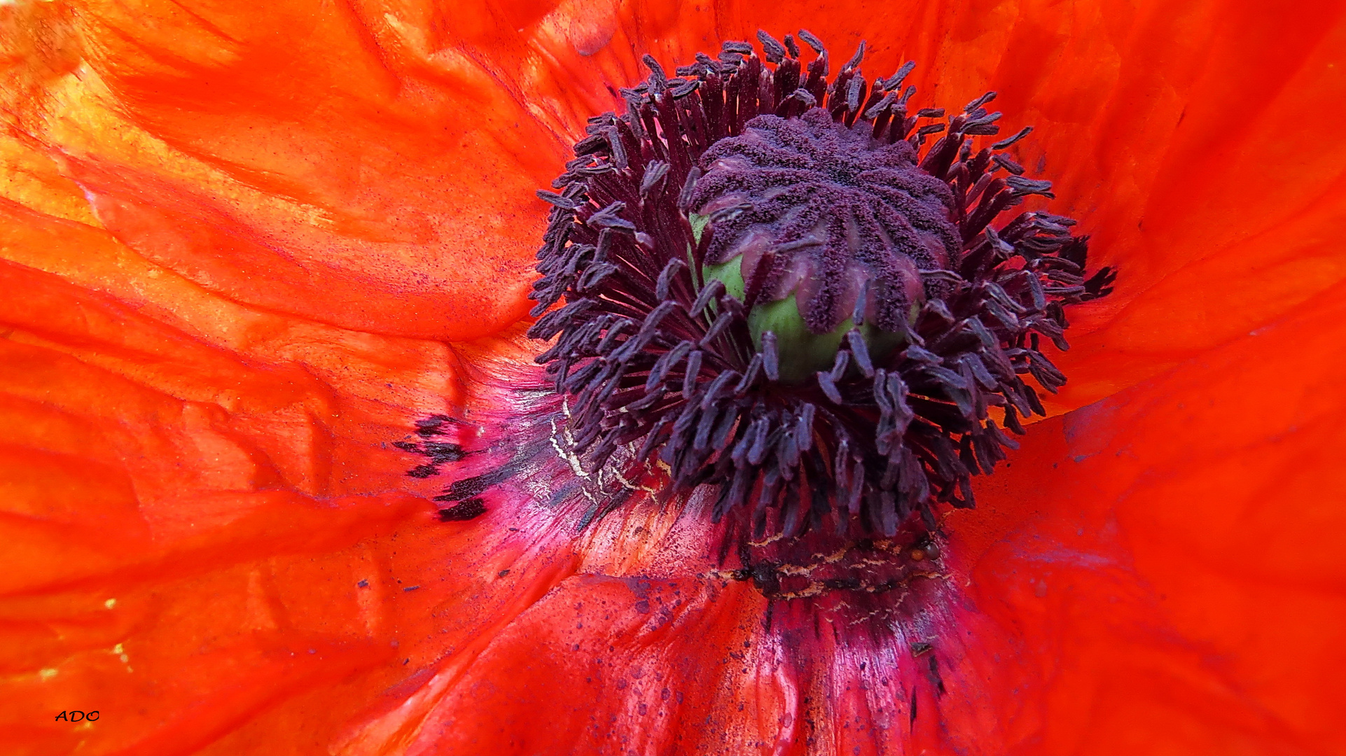 le cœur d’un coquelicot