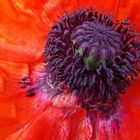 le cœur d’un coquelicot