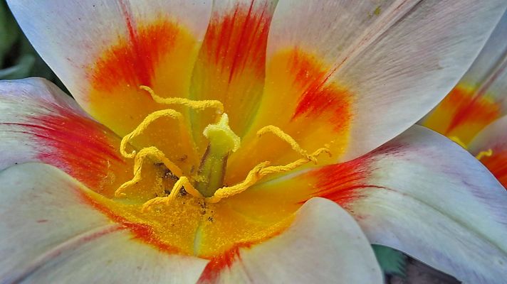 Le cœur d'un tulipe