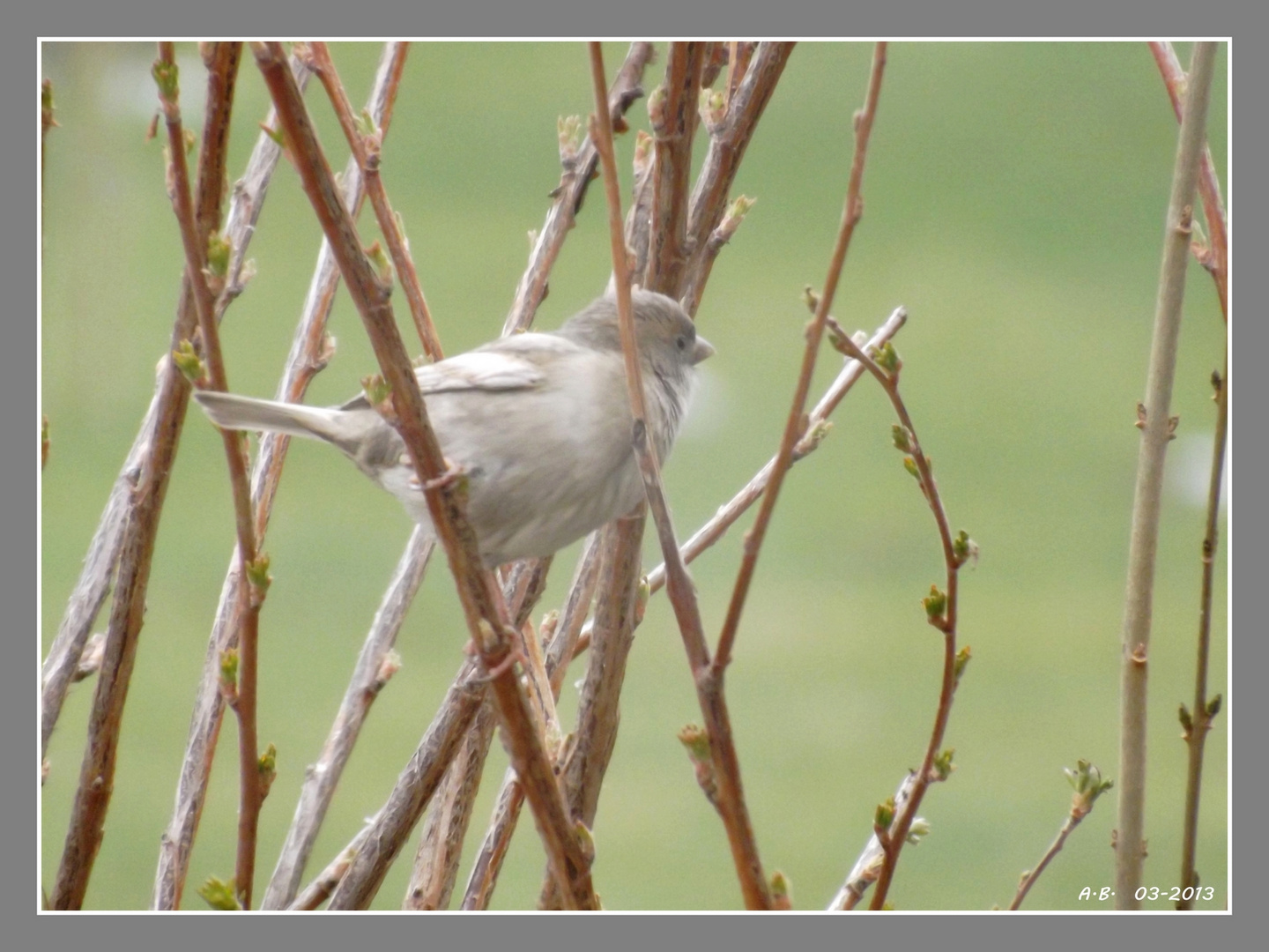 Le curieux moineau "blanc"...