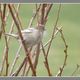 Le curieux moineau "blanc"...