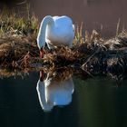 Le Cygne